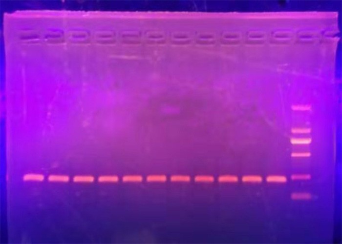 LongHiFi PCR MasterMix
