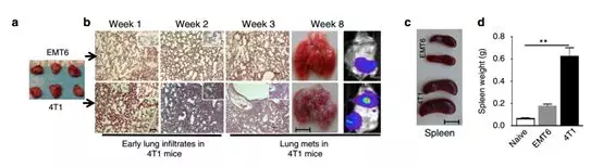 RayBiotech抗体芯片在肿瘤转移发生机制研究中的应用(图2)