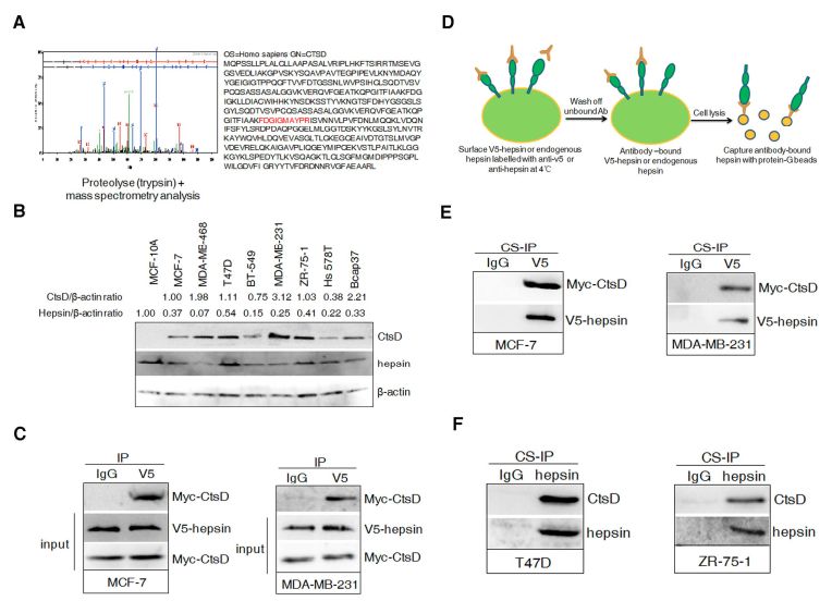 RayBiotech抗体芯片在组织蛋白酶D与hepsin泛素 - 蛋白酶体降解增强乳腺癌的侵袭和转移研究的应用(图2)