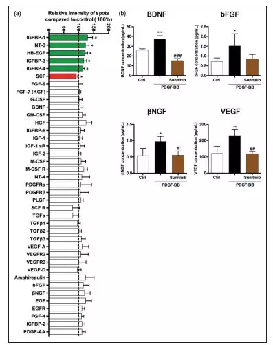 Raybiotech抗体芯片在周细胞响应血小板衍生的PDGF-BB分泌促再生分子研究中的应用(图3)