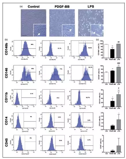 Raybiotech抗体芯片在周细胞响应血小板衍生的PDGF-BB分泌促再生分子研究中的应用(图7)