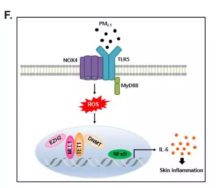 RayBiotech抗体芯片在PM2.5对炎症影响研究的应用(图8)