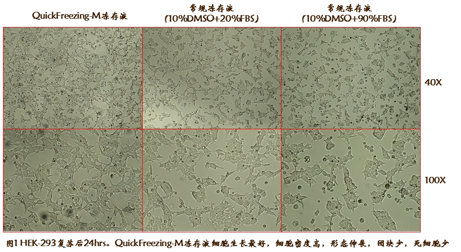 哺乳动物无血清细胞冻存液(图1)