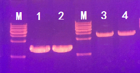 FastHiFi PCR MasterMix(图1)