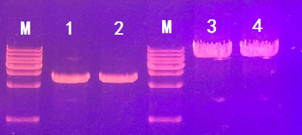 LongHiFi PCR MasterMix(图1)