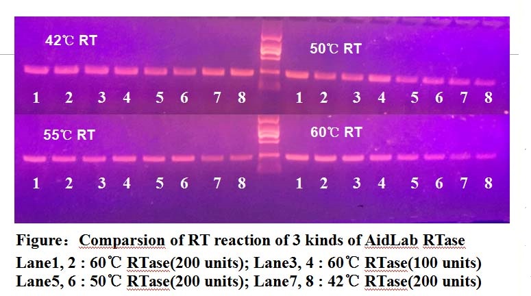 THERMOscript 1st Strand cDNA Synthesis Kit（第一链60℃高温反转录试剂盒）(图1)
