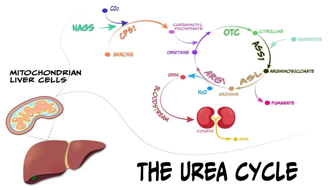 cGAS-STING signaling pathway