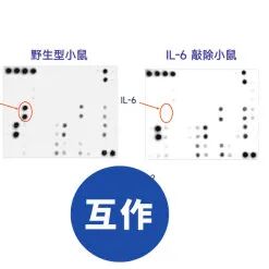 RayBiotech 2026 促销活动